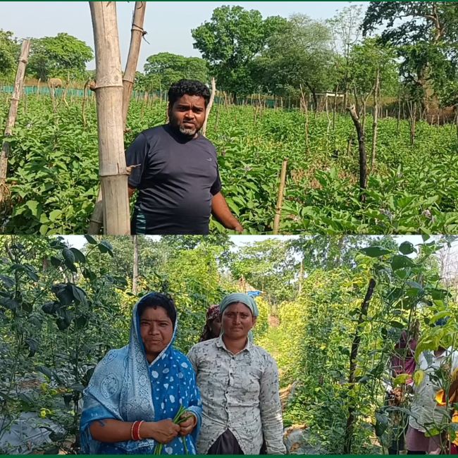 Brinjal Farming