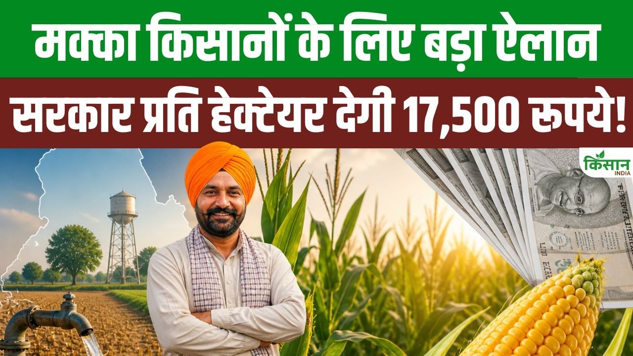 Maize Farmers Get Big Benefit Opportunity Get Subsidy Rs 17500 Per Hectare
