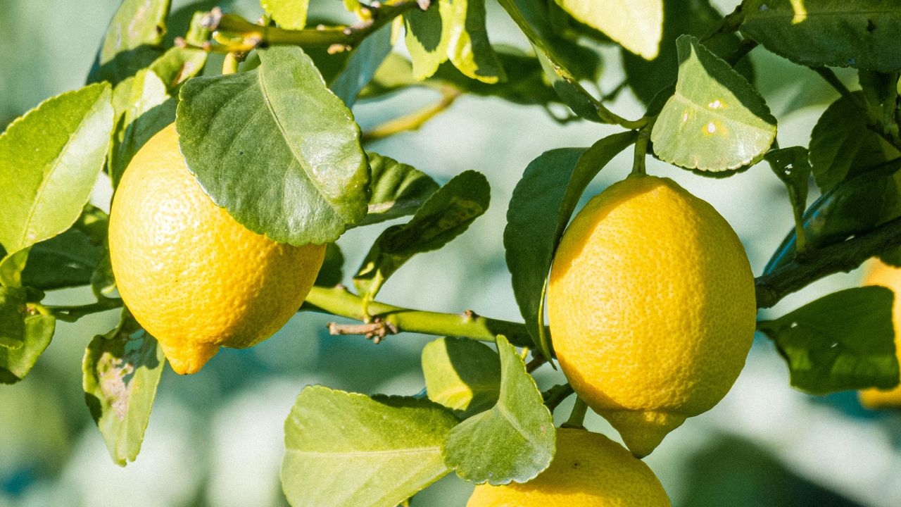 Lemon Plant Care Flowering Problem Fruit Drop Solutions Home Gardening Tips