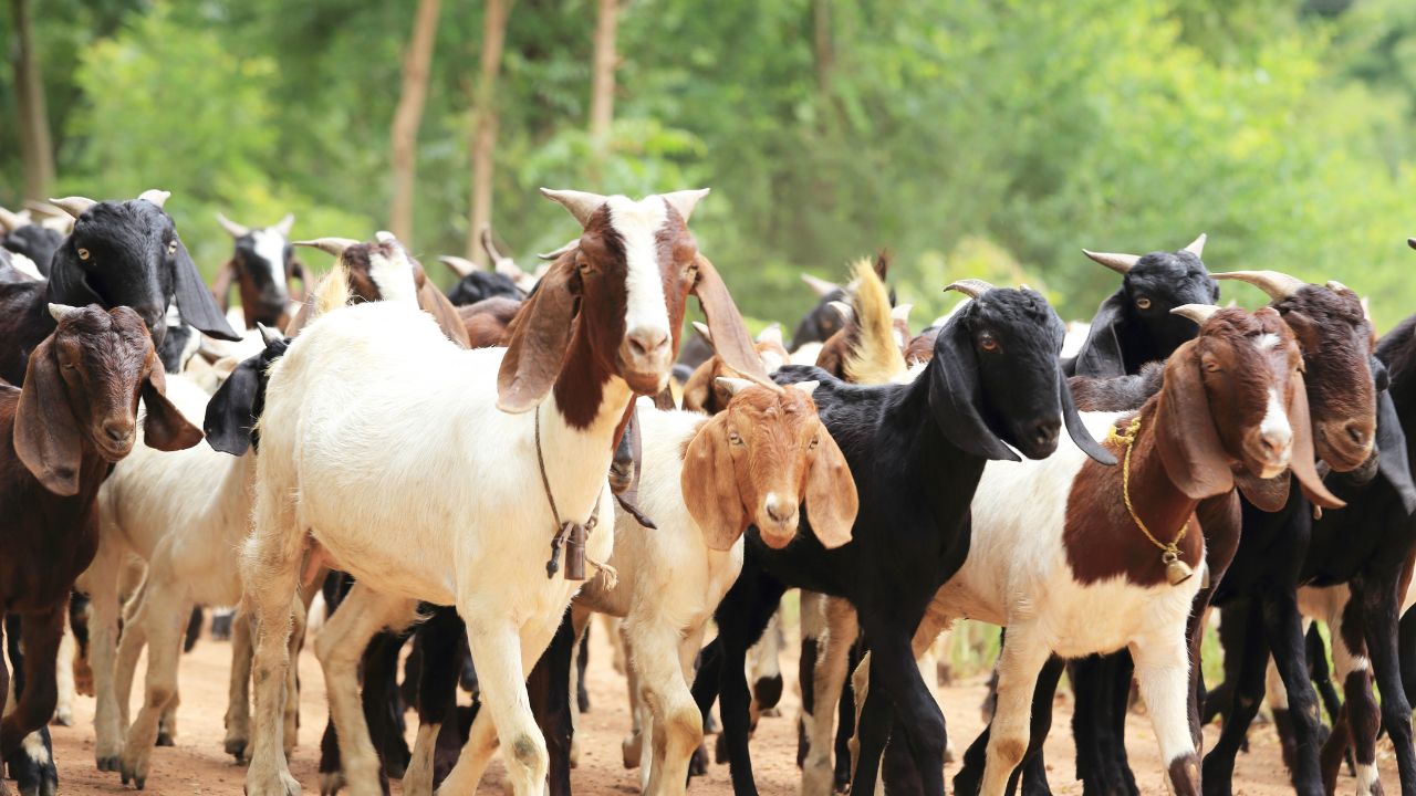 Sirohi Goat Farming Profit Animal Husbandry Business Rural Income Best Breed Of Goat For Business