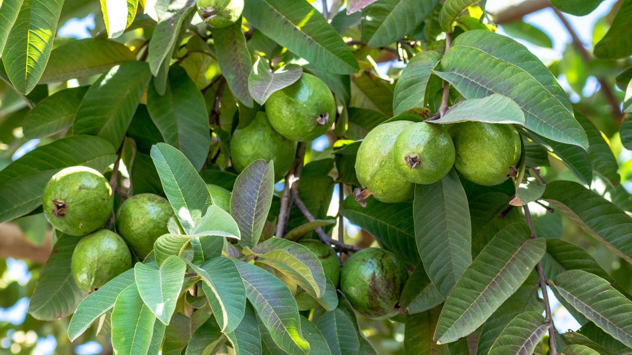 Guava Fruit Fly Control Pheromone Traps Methyl Eugenol Ipm Guava Orchard Pest Management