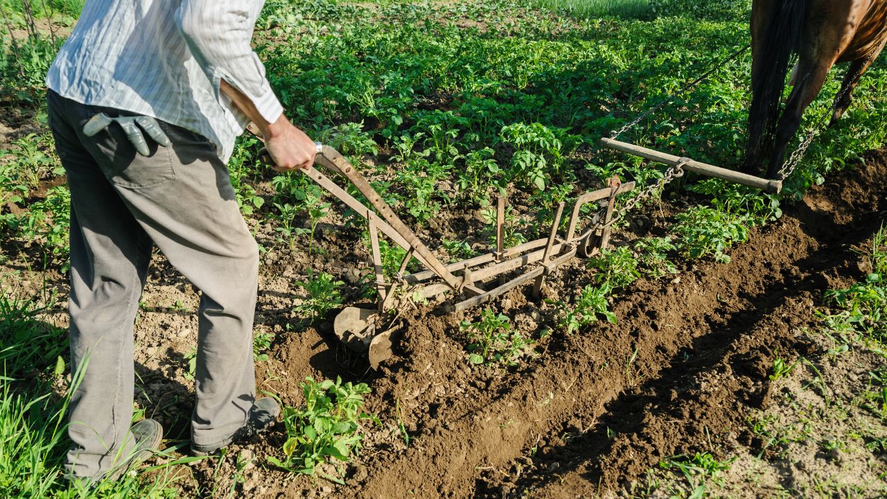 Haryana Horticulture Subsidy Orchard Rejuvenation Scheme To Remove Dead Plants Get 4000 Rupeer Per Acre