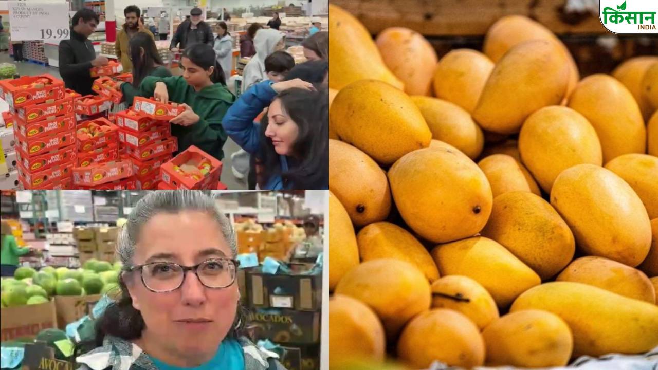 Indian Kesar Mangoes Sold Out Within An Hour In Seattle Demand For Indian Mangoes Surges In America