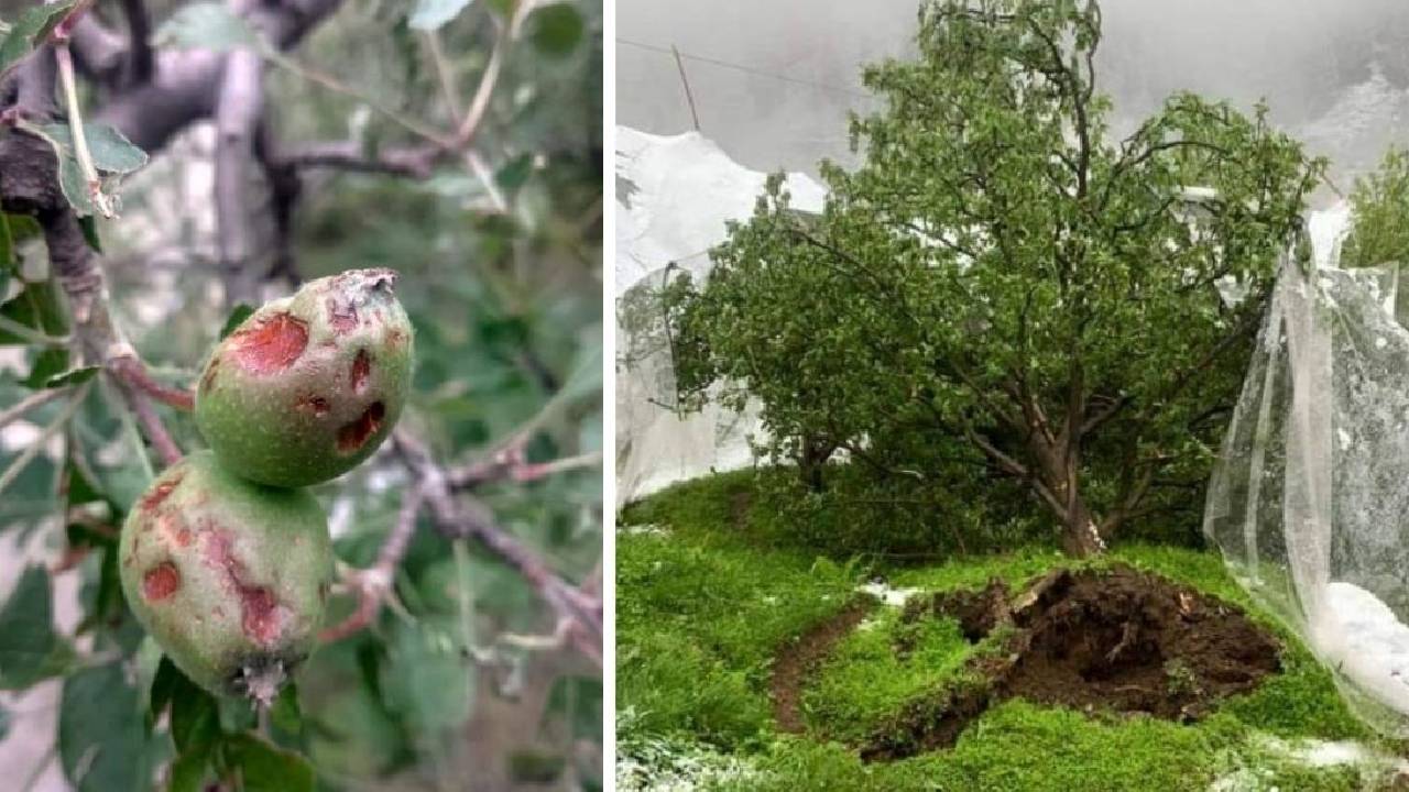 Hailstorms Devastate Kashmir Apple Orchards Growers Demand Relief Package And Crop Insurance