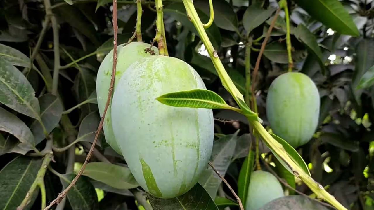 Why Langra Mango Is Called Langra 300 Year Old Banaras Story Famous Indian Mango