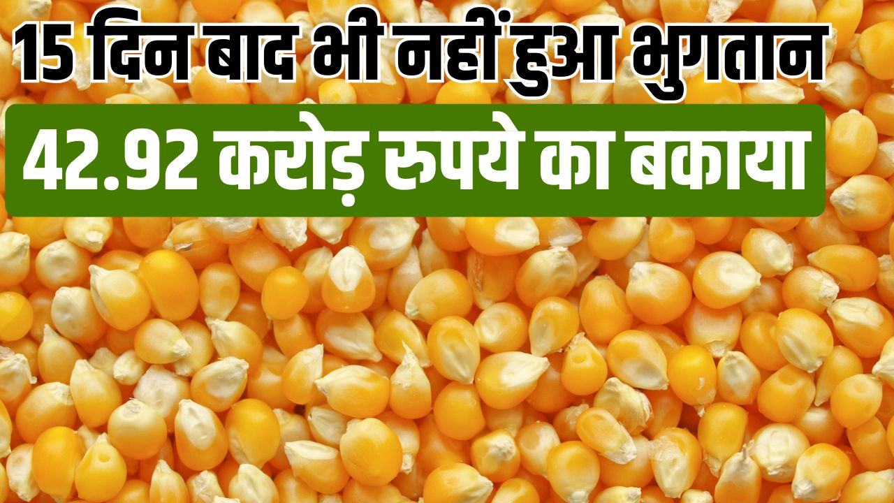 Despite Government Procurement Farmers Are Unable To Sell Maize At Msp Incurring A Loss Of Rs 600 Per Quintal