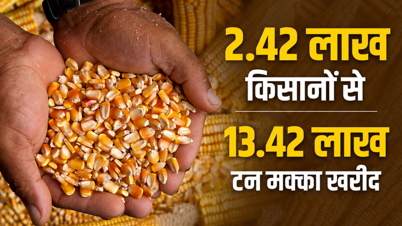 Maize Farmers Maize Procurement Telangana Government Rs 1173 Crore Released