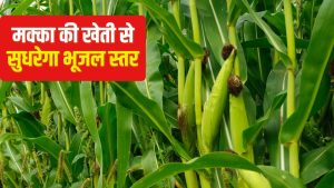 मक्का की खेती करने पर सब्सिडी, फ्री में मिलेंगे प्रति हेक्टेयर 17500 रुपये.. यहां करें आवदेन