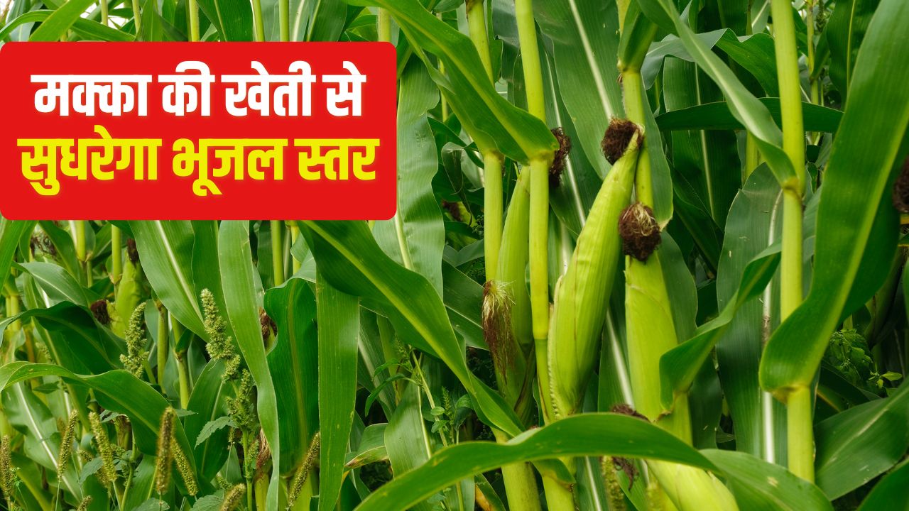 Maize Cultivation Mushroom Crop Diversification Subsidy
