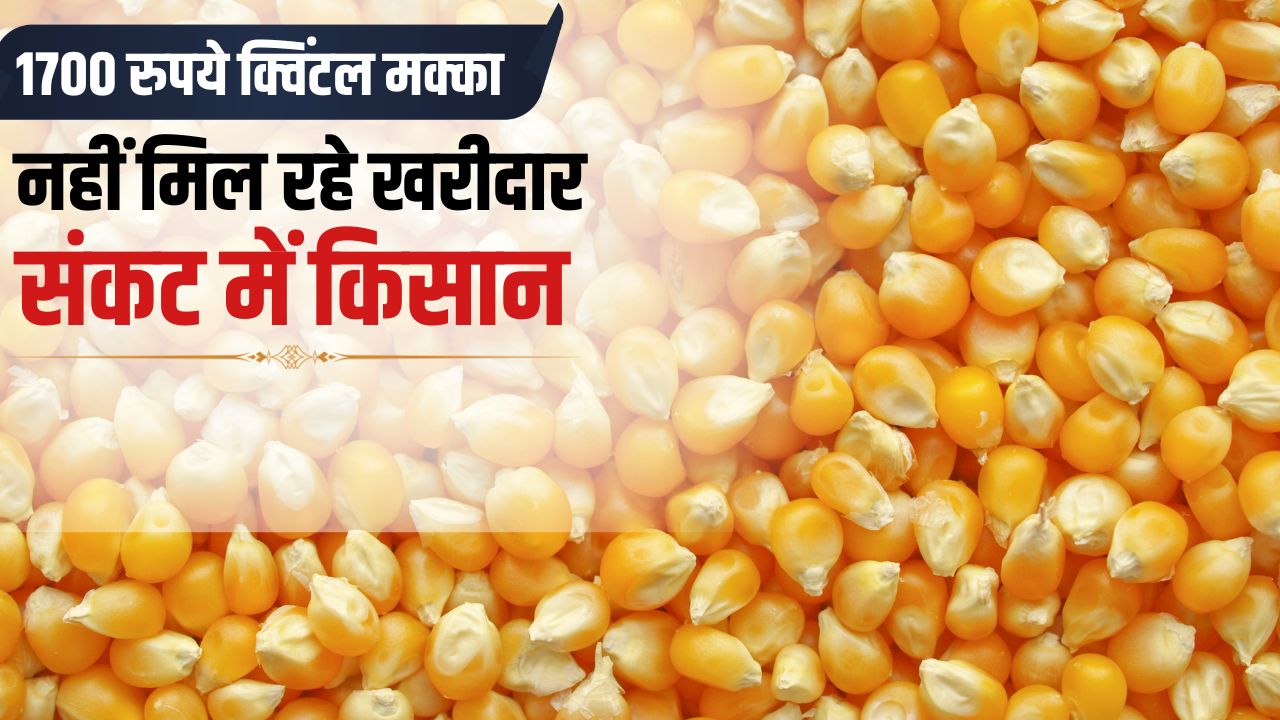 Maize Mandi Bhav Maize Fresh Market Rate Maize Government Purchase Telangana News