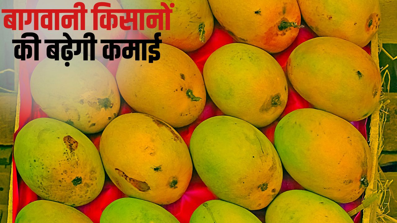 Malda Mango Exports 250 Tons Malda Mango Will Be Exported In Six Directions