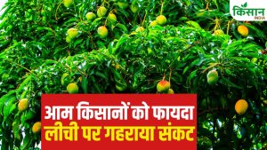 15 फीसदी तक बागवानी को नुकसान, 24799 टन आम उत्पादन की उम्मीद.. जानें किन्नू-संतरा का हाल 15 फीसदी तक बागवानी को नुकसान, 24799 टन आम उत्पादन की उम्मीद.. जानें किन्नू-संतरा का हाल