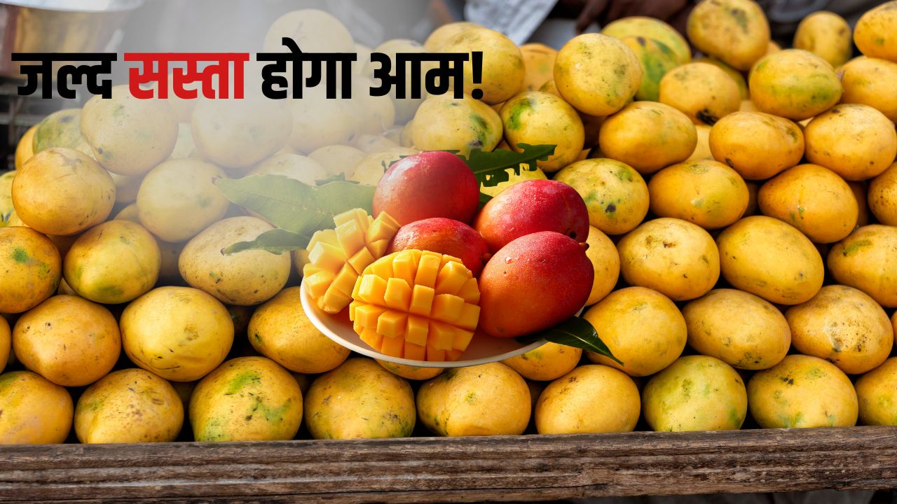 Jaipur Muhana Market Mango Shortage Mango Arrivals And Market Rates