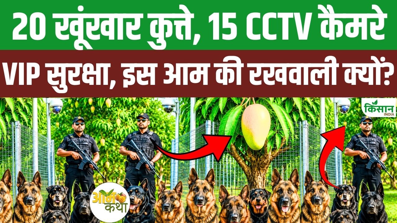 20 Ferocious Dogs And 15 Cctv Cameras Deployed Protect Miyazaki Mangoes You Shocked Hear Price