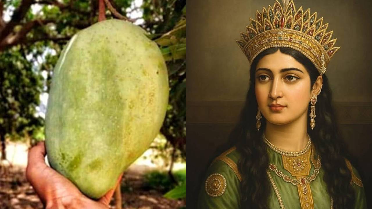 Noorjahan Mango Price 1000 Rupees Queen Of Mangoes Origin Afghanistan India Unique Mango Story