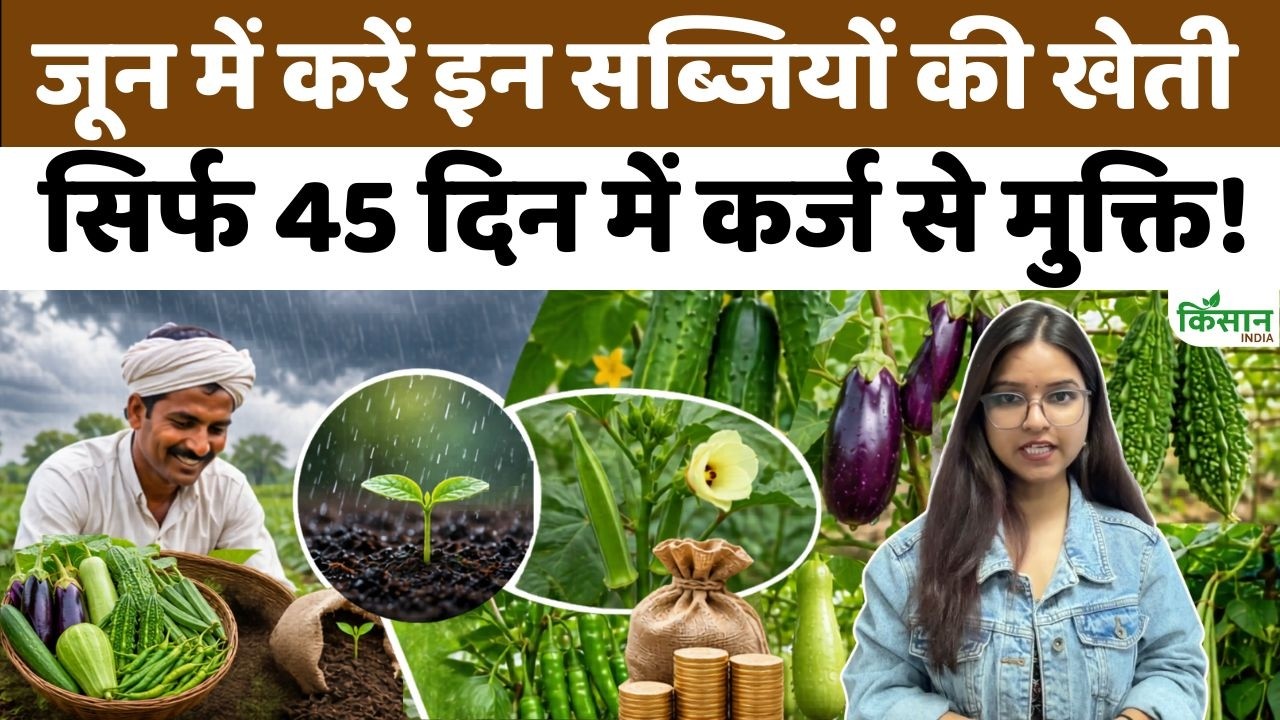 Vegetables To Grow In June Cultivate These Vegetables During The Monsoon Freedom From Debt In Just 45 Days