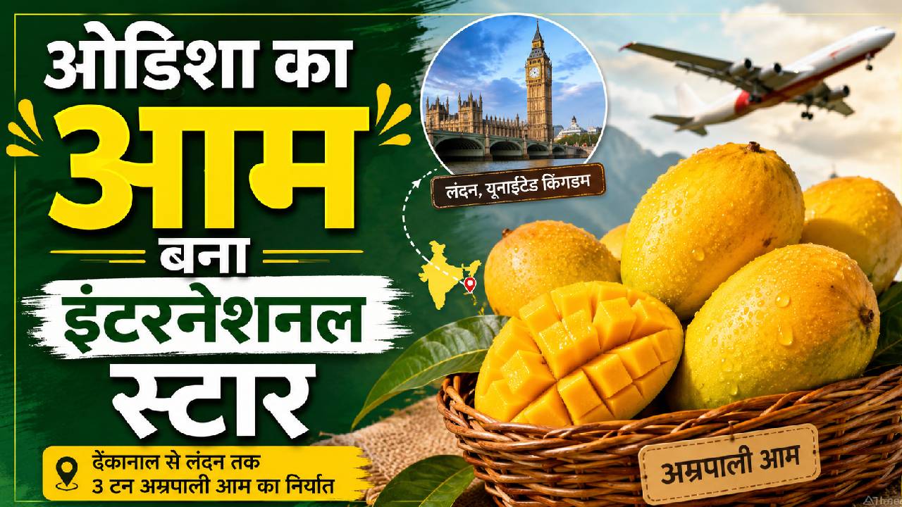 Odisha Dhenkanal Farmers Export 3 Tonnes Amrapali Mangoes To London