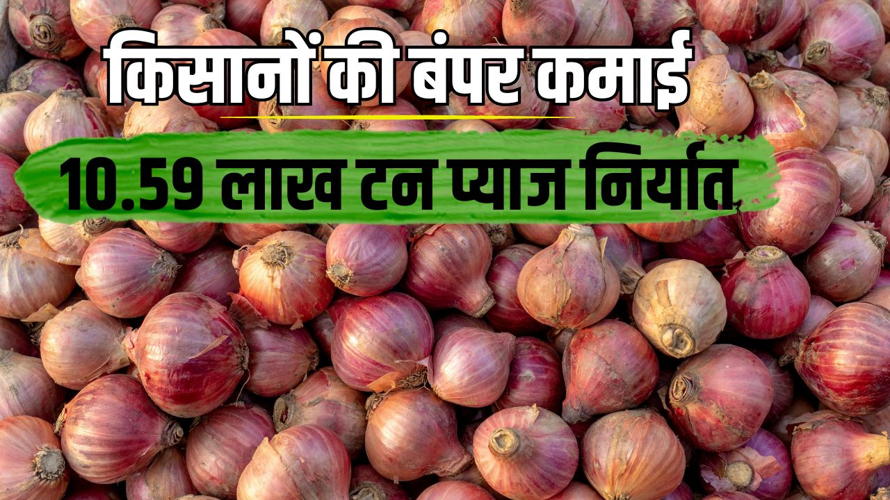 Onion Exports Maharashtra Onion Exports Double Exports