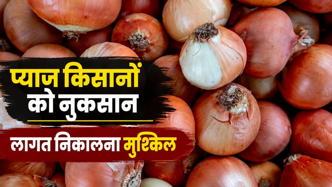 Onion Prices Fall Maharashtra Onion Market Rates Onion Rates At 1 Rupes Per Kg
