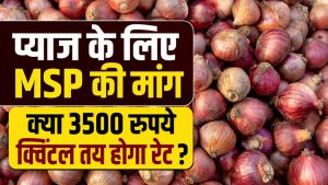 प्याज का रेट इतना कम ! 30 क्विंटल बेचने पर मिले केवल 500 रुपये.. अब MSP की उठी मांग प्याज का रेट इतना कम ! 30 क्विंटल बेचने पर मिले केवल 500 रुपये.. अब MSP की उठी मांग