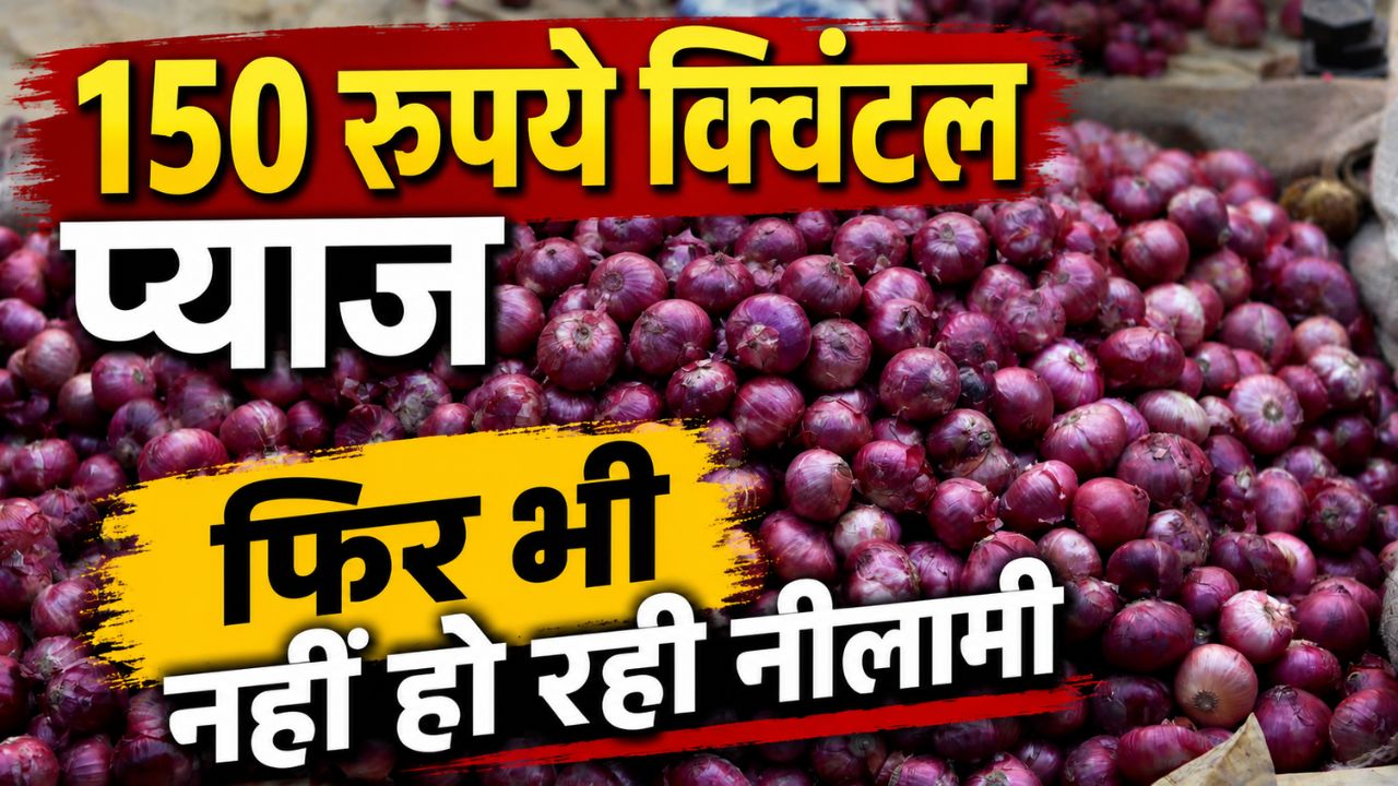 Onion Market Rates Maharashtra Onions Market Rates Onion Prices Fall