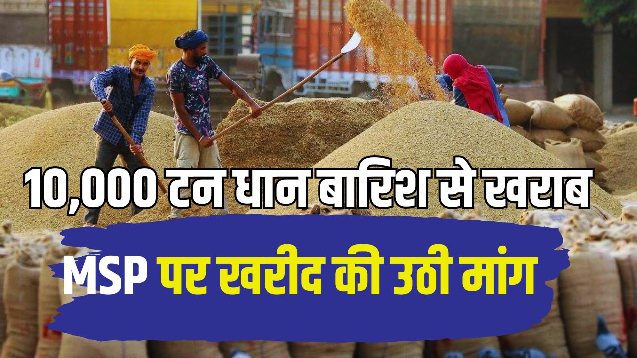 Telangana Rice Farmers Are Worried Thousands Tons Paddy Have Been Soaked In The Rain