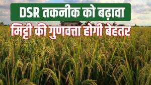 इस तकनीक से धान की बुवाई करने पर 10 हजार रुपये का फायदा, पानी की खपत भी कम इस तकनीक से धान की बुवाई करने पर 10 हजार रुपये का फायदा, पानी की खपत भी कम