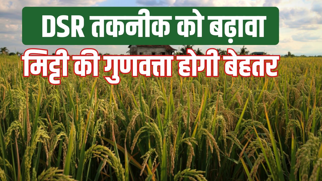 Paddy Cultivation Using Dsr Technology In Haryana Dsr Technology Promotion