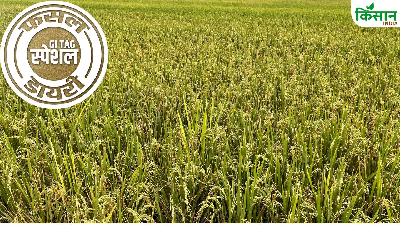 Cultivation And Characteristics Of Mushk Budji Rice Gi Tag Special Story