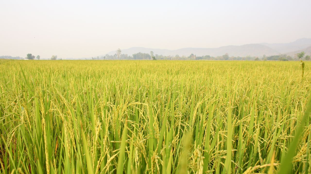 Punjab News 5 Lakh Acres Rice Cultivated Using Dsr Technology Farmers Receive Rs 1500 Per Acre As Assistance