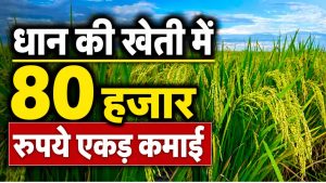 5 साल में लाखों हेक्टेयर बढ़ गया धान का रकबा, दूसरी फसलों से किसान क्यों बना रहे दूरी? 5 साल में लाखों हेक्टेयर बढ़ गया धान का रकबा, दूसरी फसलों से किसान क्यों बना रहे दूरी?