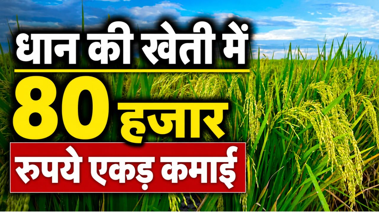 Paddy Cultivation Crop Diversification Increased Paddy Acreage In Haryana