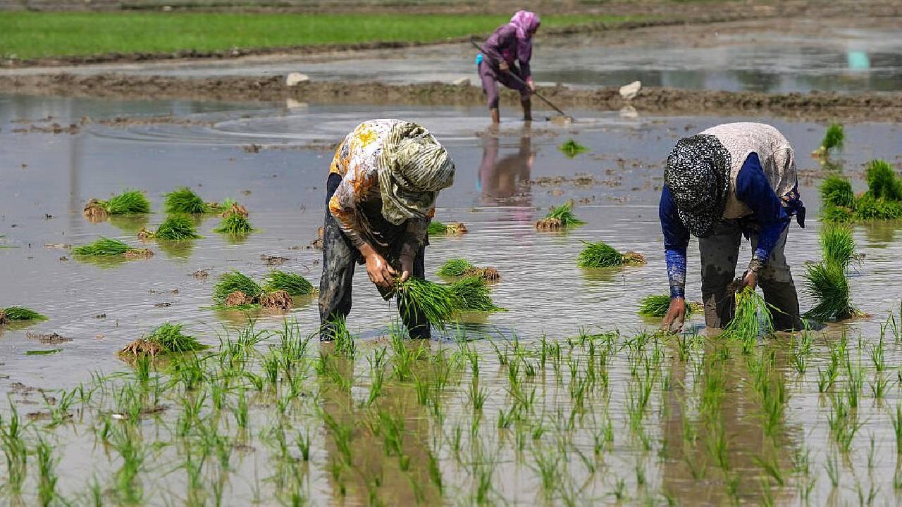 Kashmir Paddy Farming Crisis Low Rainfall Dry Canals Threaten Rice Cultivation