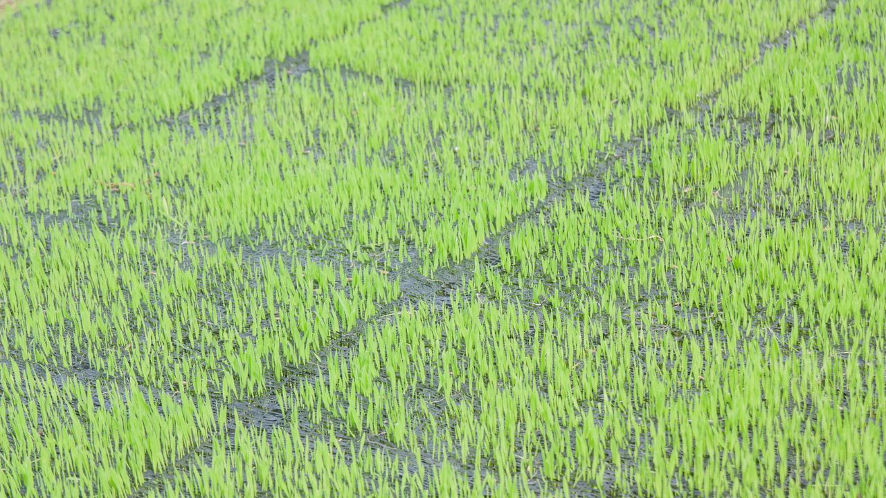 Paddy Nursery Preparation Method Right Seed Rate Planting Tips Rice Farming Guide