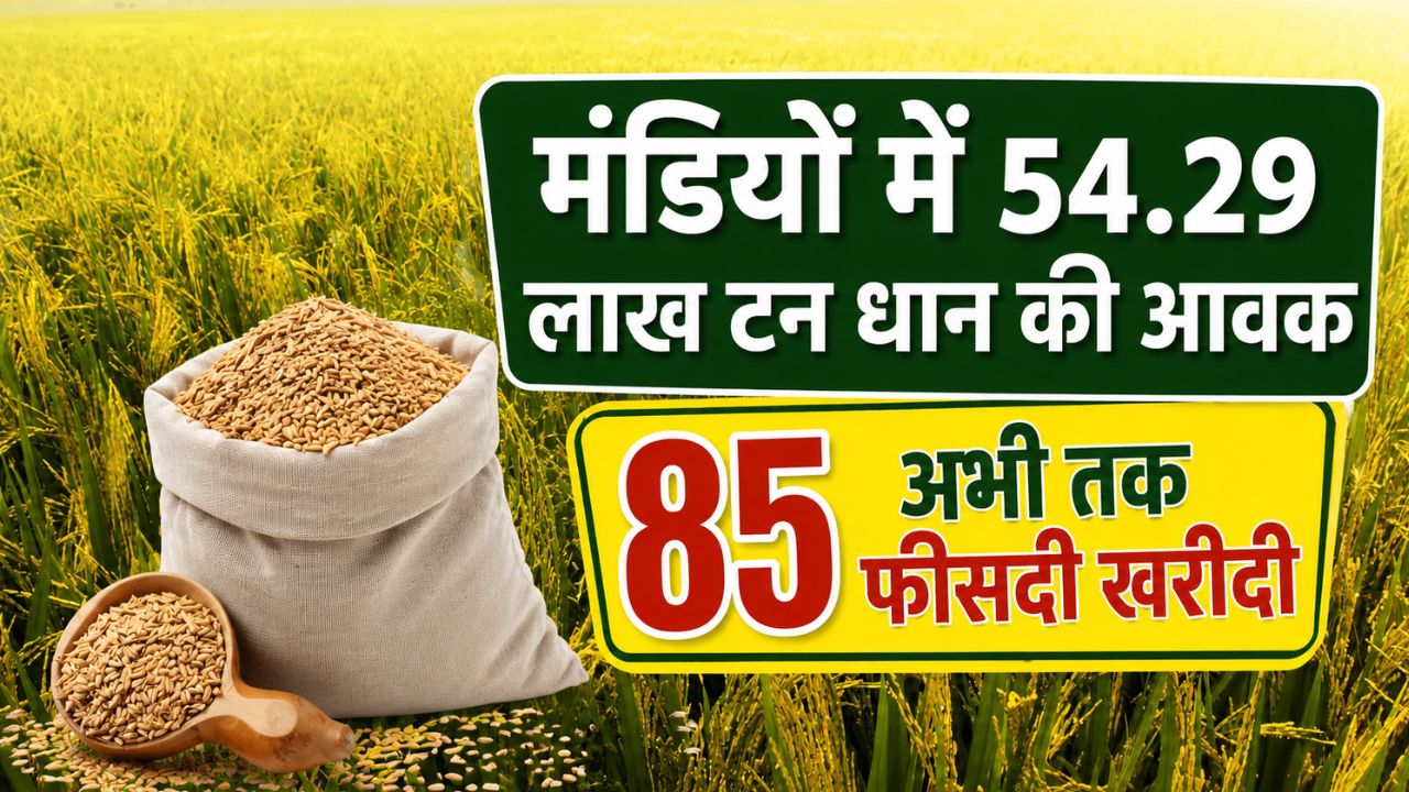 Telangana Paddy Procurement Paddy Procurement Data Telangana Paddy Farmers Agriculture News