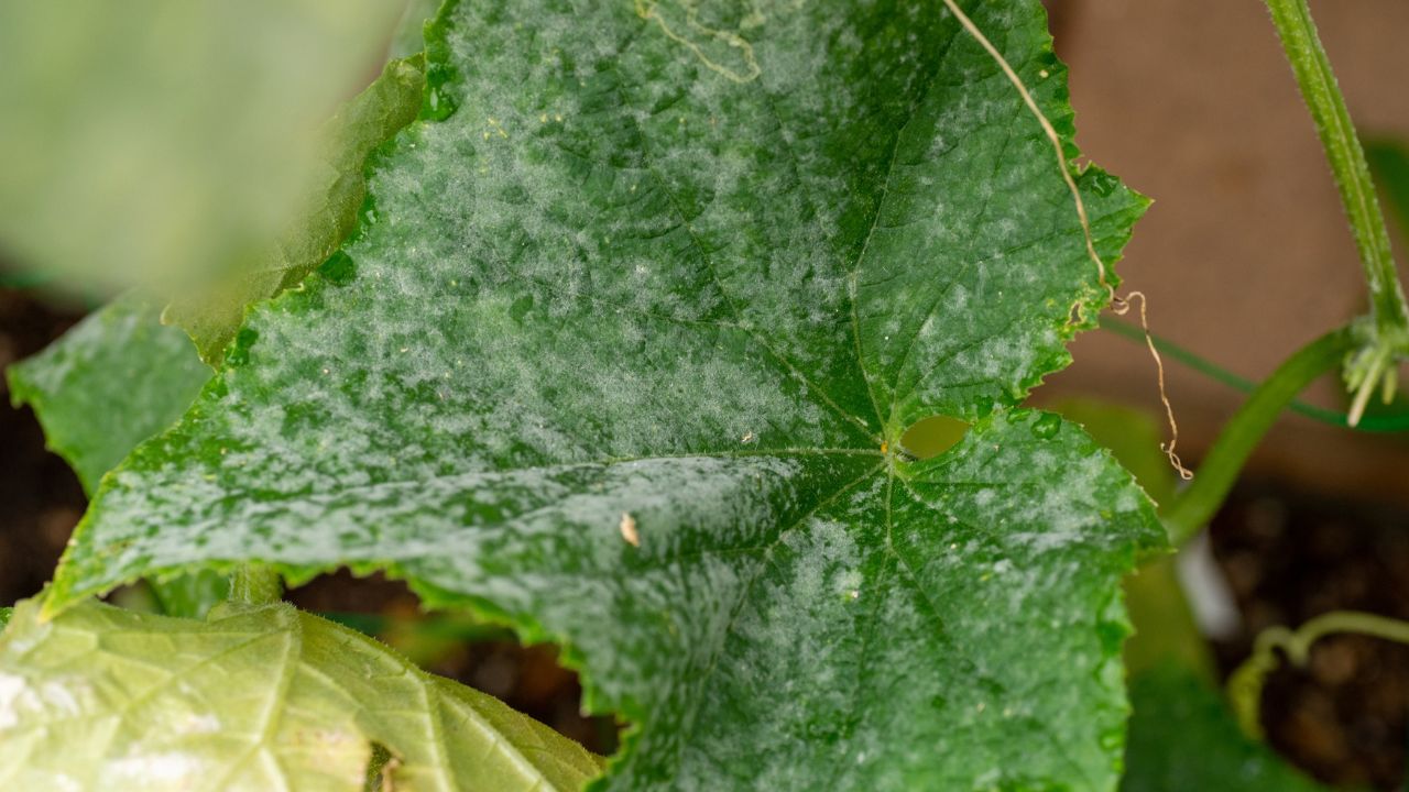 Powdery Mildew Control In Cucumber Crops Summer Vegetable Farming Tips For Bottle Gourd