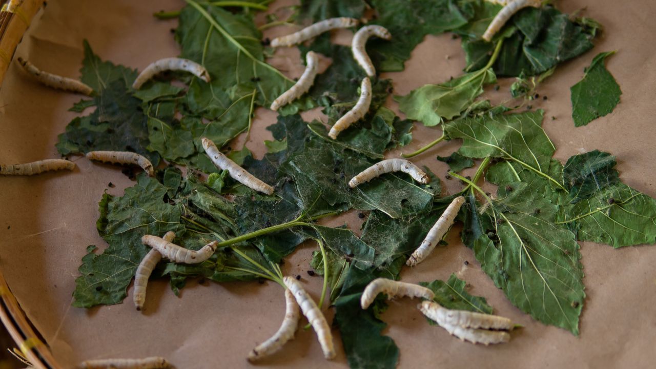 Sericulture Affected By Intense Heat Fears Of Up To 20 Percent Drop In Production