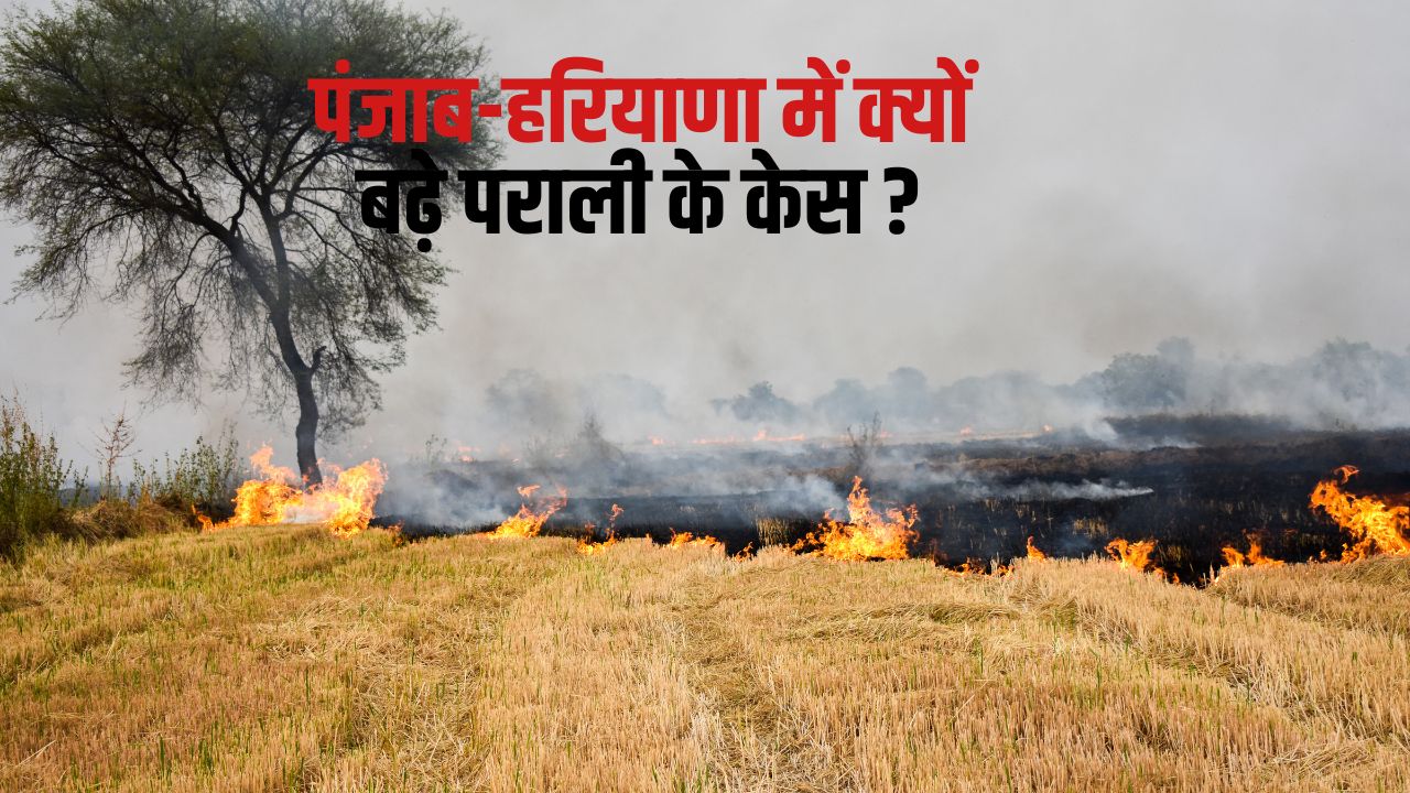 Stubble Burning Punjab Surpasses Haryana In Stubble Burning