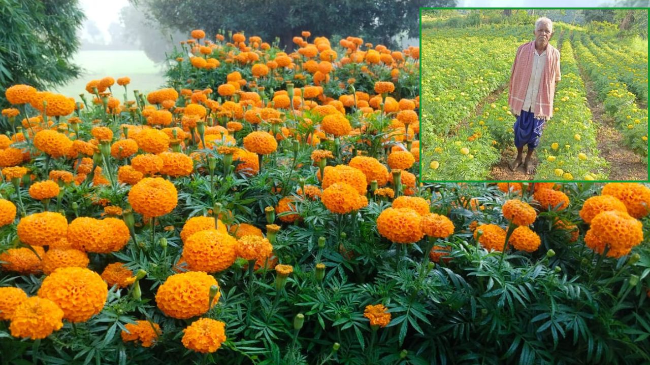 Successful Farmers Farmers Are Earning Millions From Marigold Cultivation