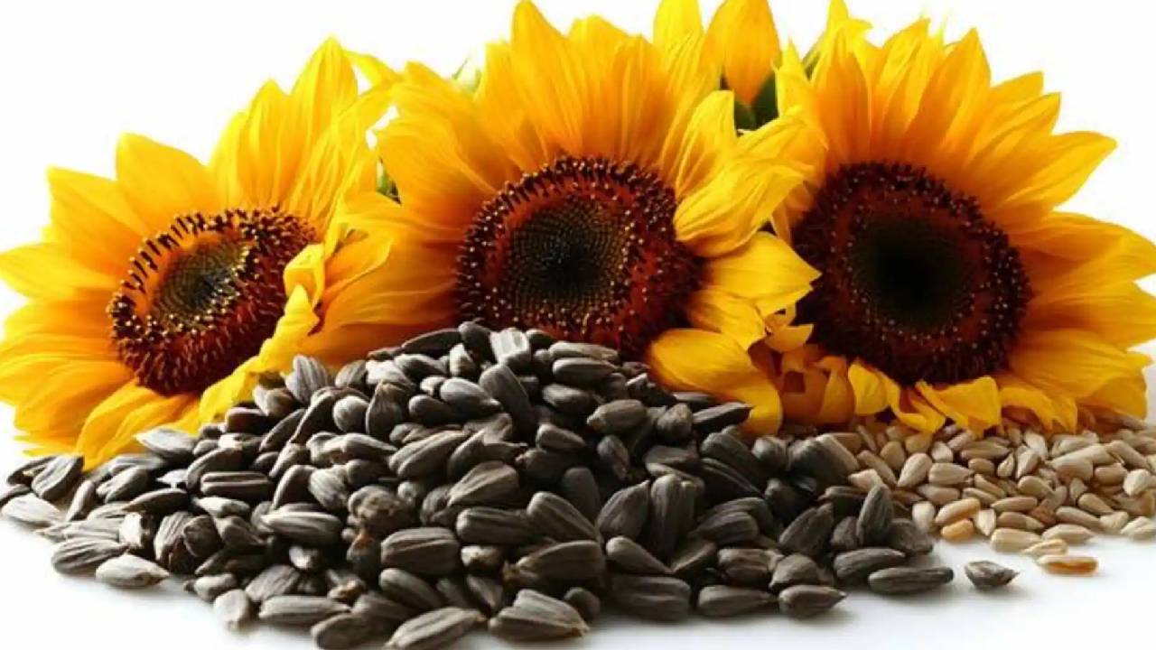 Haryana Sunflower Procurement Centres 2026 Msp Support Farmers Rabi Marketing Season