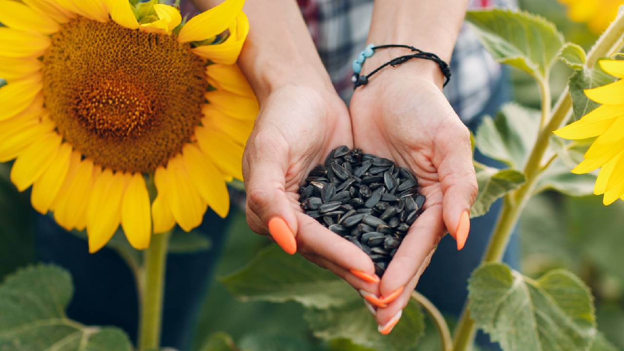 Haryana Begins Sunflower Procurement Early Farmers Get Relief As Government Starts Msp Purchase From Today