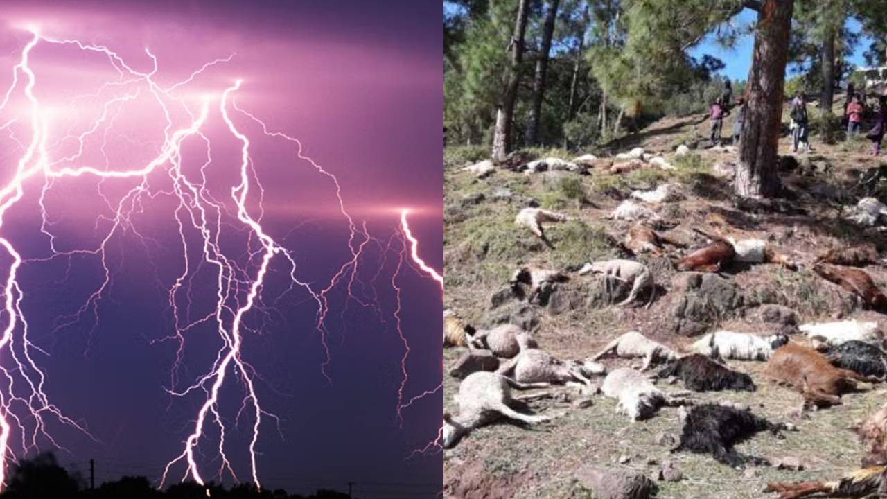 Uttarakhand Lightning Strike Chamoli 500 Goats Killed Thunderstorm Animal Safety Rainy Season Weather Disaster