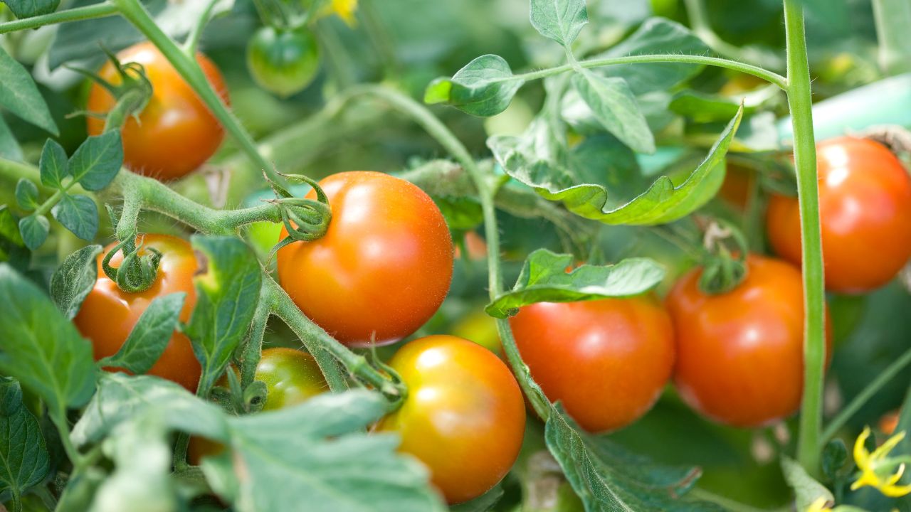 Tomato Fruit Cracking Causes Boron Deficiency Heat Stress Irrigation Management In Tomato Farming