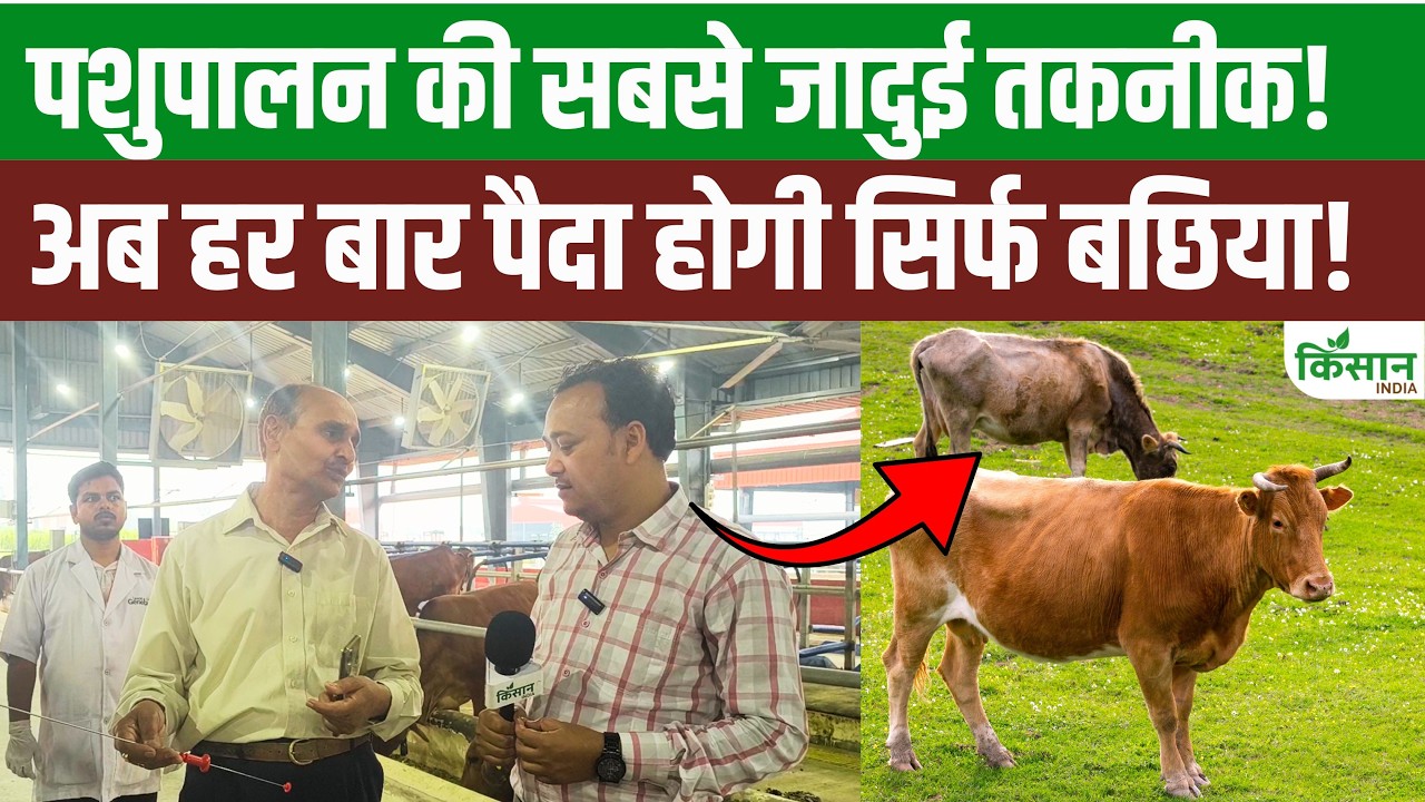 Livestock Farmers Income Increase New Technology Now Produce More Milk Producing Calves