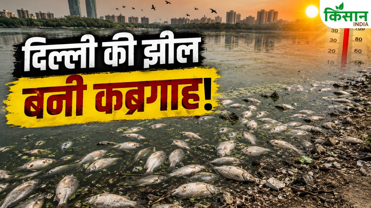 Delhi Sanjay Lake Dead Fish Heatwave Water Crisis
