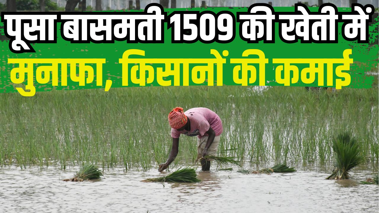 Pr Varieties Demand Has Declined In Haryana Farmers Planting Pusa Basmati 1509