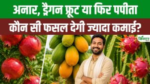 अनार, पपीता या ड्रैगन फ्रूट, जानिए कौन सी खेती किसानों को दे सकती है सबसे ज्यादा मुनाफा अनार, पपीता या ड्रैगन फ्रूट, जानिए कौन सी खेती किसानों को दे सकती है सबसे ज्यादा मुनाफा