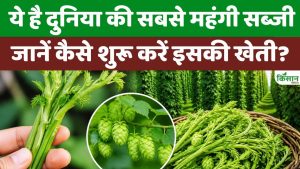 दुनिया की सबसे महंगी सब्जी Hop Shoots, 1 लाख रुपये किलो, जानें खेती का तरीका