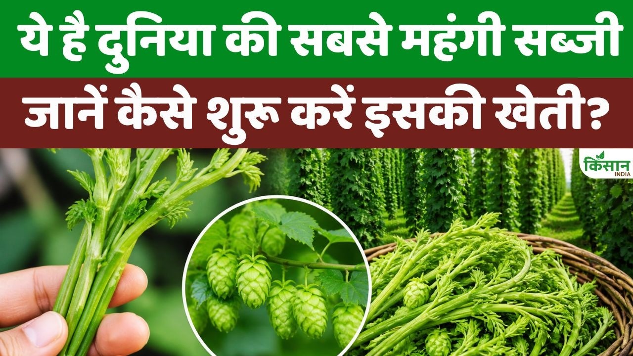 World Most Expensive Vegetable Hop Shoots Rs 1 Lakh Per Kilogram Learn How To Cultivate