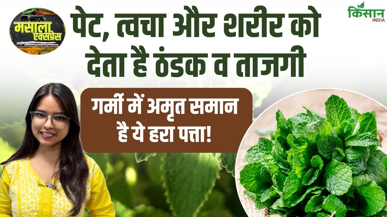 Mint Becomes Body Superhero In Summer Providing Tremendous Relief From Stomach Skin